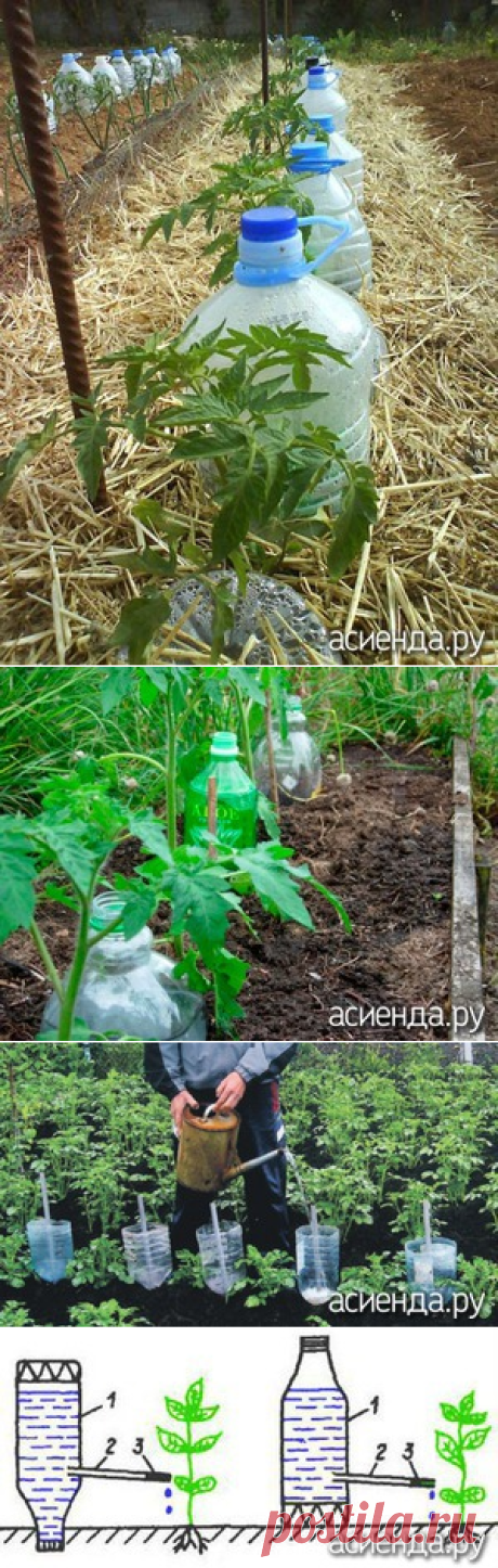 Капельный полив из бутылок - работы на участке, полив, капельный полив