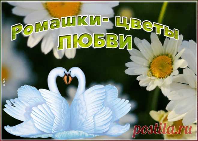 Видео открытка с ромашками