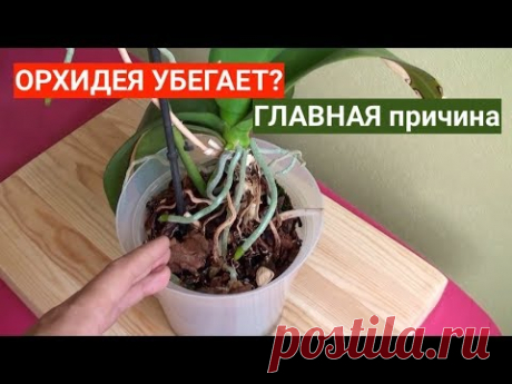 ОРХИДЕЯ убегает из горшка? МЕНЯТЬ грунт для Орхидеи