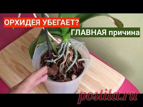 ОРХИДЕЯ убегает из горшка? МЕНЯТЬ грунт для Орхидеи