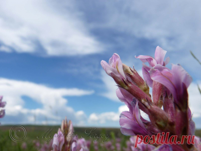 цветы в забайкалье,лето 2013г.