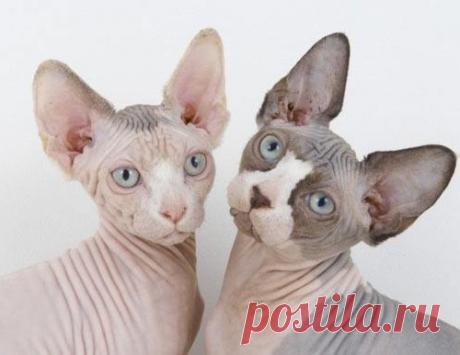 Про лысую киску