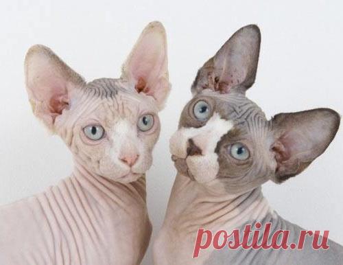 Про лысую киску