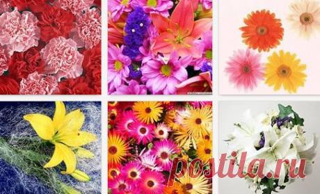 Огромная коллекция фотографий цветов и букетов.
Самые красивые букеты для любых праздников и поздравлений