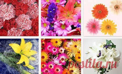 Огромная коллекция фотографий цветов и букетов.
Самые красивые букеты для любых праздников и поздравлений