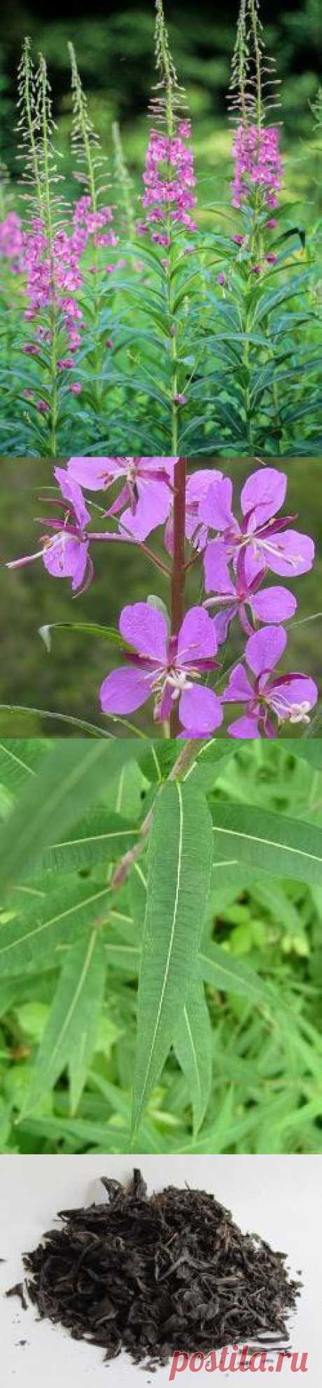 Иван-чай (кипрей узколистный) – полезные свойства, состав, применение в медицине. Рецепт копорского чая