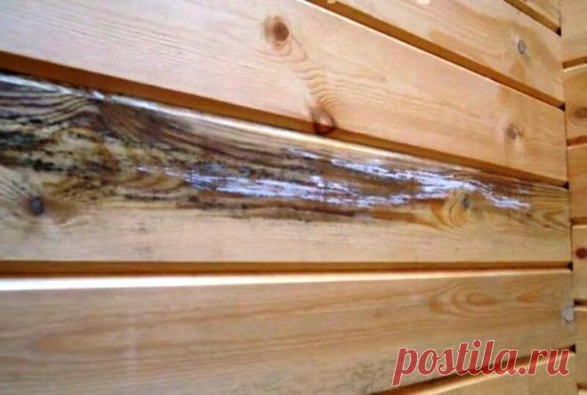 Как спасти вагонку в бане или сауне от гниения? Самые лучшие, проверенные мной способы | Дачный... Обратите внимание, практически все бани и сауны сегодня обшиты вагонкой. Материал очень популярный и распространенный, однако у него есть один большой и жирный «минус».