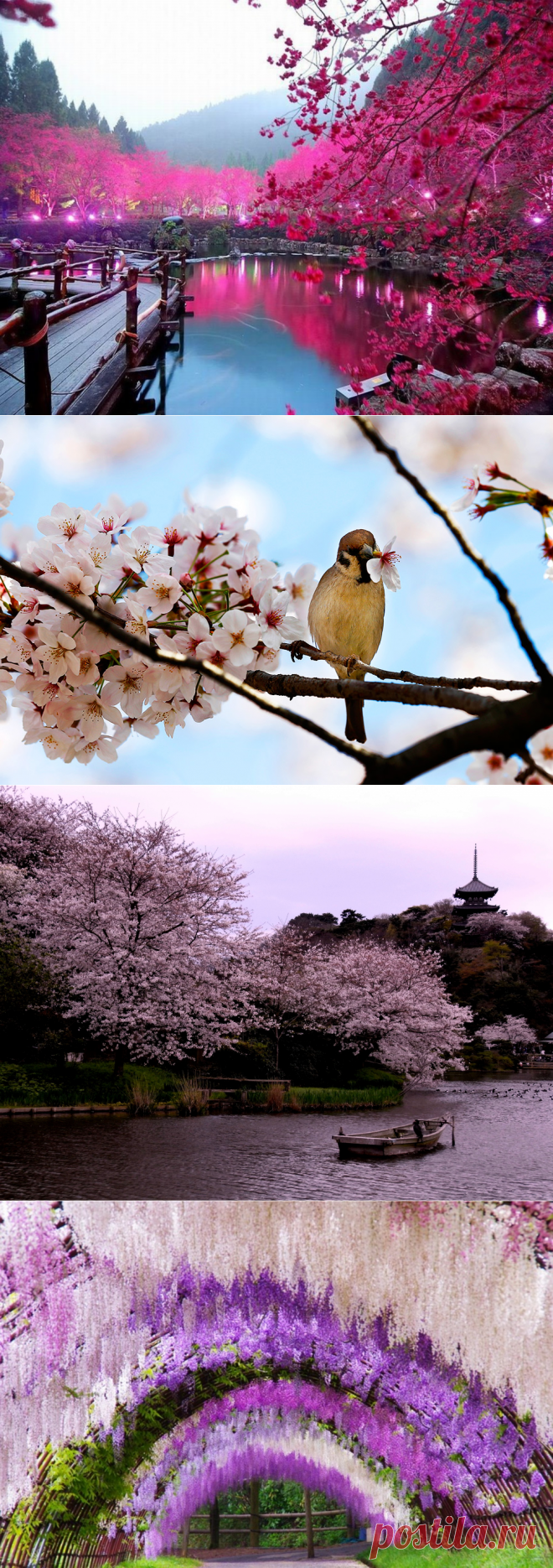 В Японии празднуют цветение сакуры -