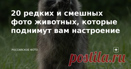 20 редких и смешных фото животных, которые поднимут вам настроение Глядя на ленту новостей, мы редко можем чему-то искренне порадоваться. Неспокойная эпидемиологическая обстановка, политические и экономические кризисы, футболисты тут еще подвели, как обычно неожиданно для всех. Но сегодня давайте не об этом. Мы подготовили для вас подборку смешных, забавных и милых фотографий диких животных. Посмотрите на их жизненные ситуации, на их реакции, и конечно, обратите внимание н...