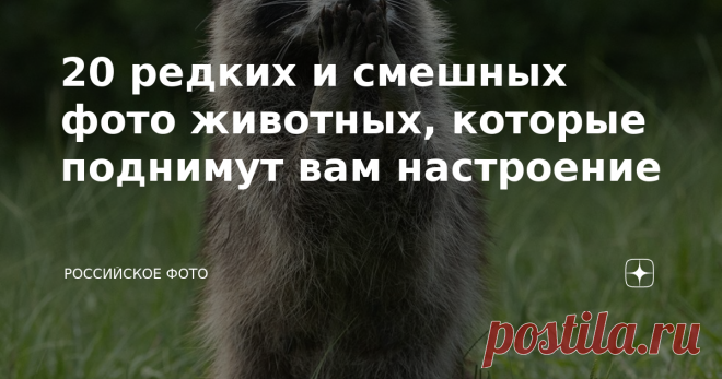20 редких и смешных фото животных, которые поднимут вам настроение Глядя на ленту новостей, мы редко можем чему-то искренне порадоваться. Неспокойная эпидемиологическая обстановка, политические и экономические кризисы, футболисты тут еще подвели, как обычно неожиданно для всех. Но сегодня давайте не об этом. Мы подготовили для вас подборку смешных, забавных и милых фотографий диких животных. Посмотрите на их жизненные ситуации, на их реакции, и конечно, обратите внимание н...