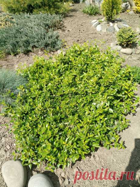 Бересклет Форчуна «Солнечное пятно» (Euonymus fortunei «Sunspot»)