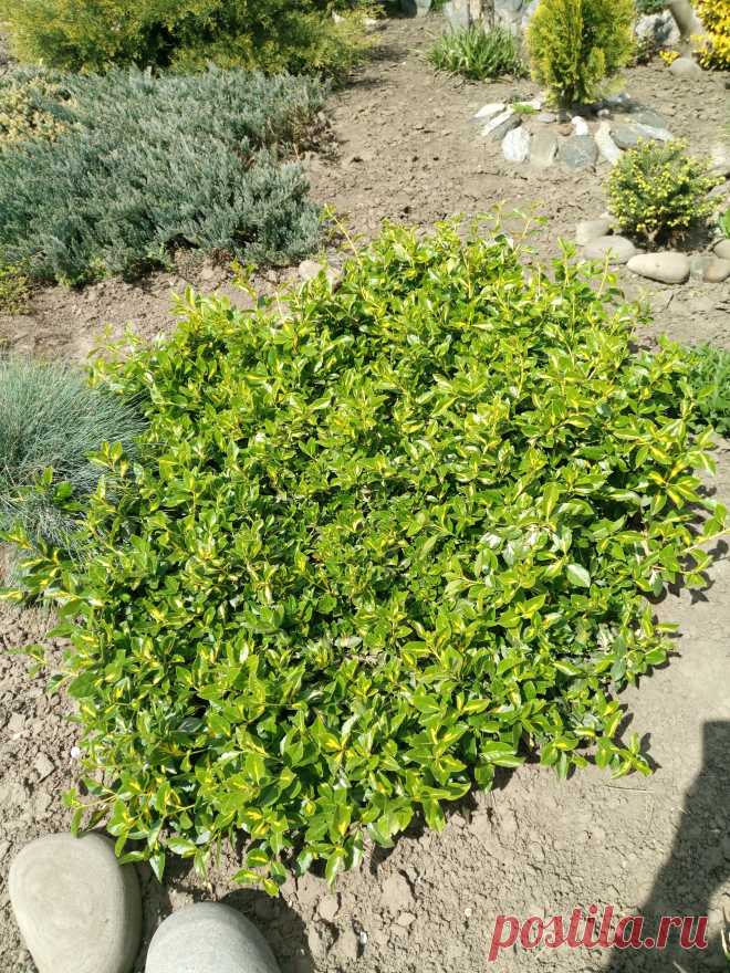 Бересклет Форчуна «Солнечное пятно» (Euonymus fortunei «Sunspot»)