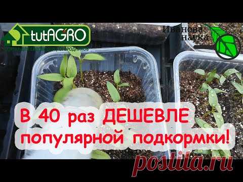 ОЧЕНЬ КРЕПКАЯ РАССАДА! ОБЯЗАТЕЛЬНАЯ ПОДКОРМКА ДЛЯ РАССАДЫ 