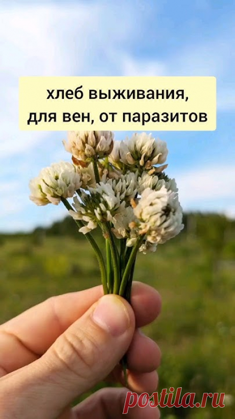 Белый Клевер - хлеб выживания, для вен, от паразитов #лекарственныетравы #травы #травник #дикоросы