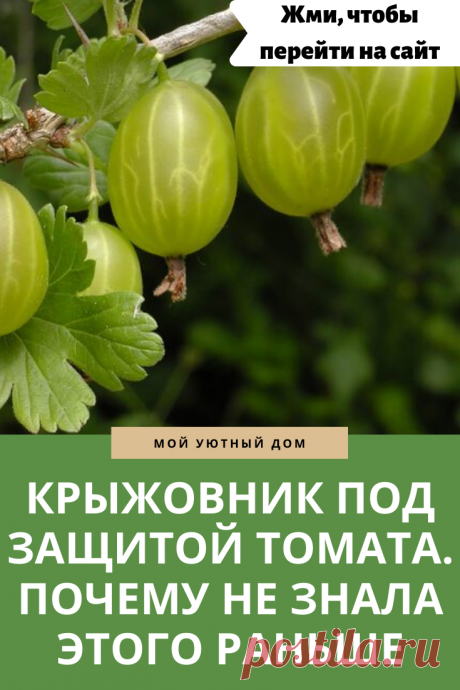 Почему стоит посадить крыжовник с томатами