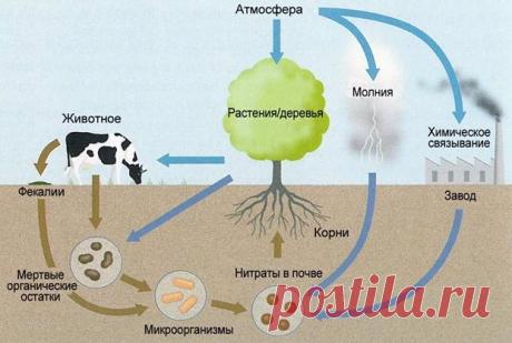 Азотные удобрения: характеристика, группы, польза для растений, подкормка