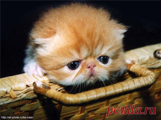getImage (640×480)