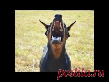 &quot; ЖИВАЯ АКТИВНАЯ ЗАЩИТА &quot;