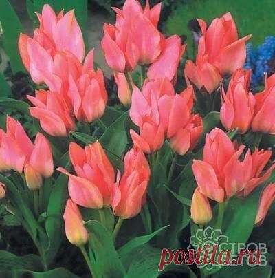 Купить луковицы тюльпанов Toronto почтой, низкие цены в интернет-магазине «Остров цветов»