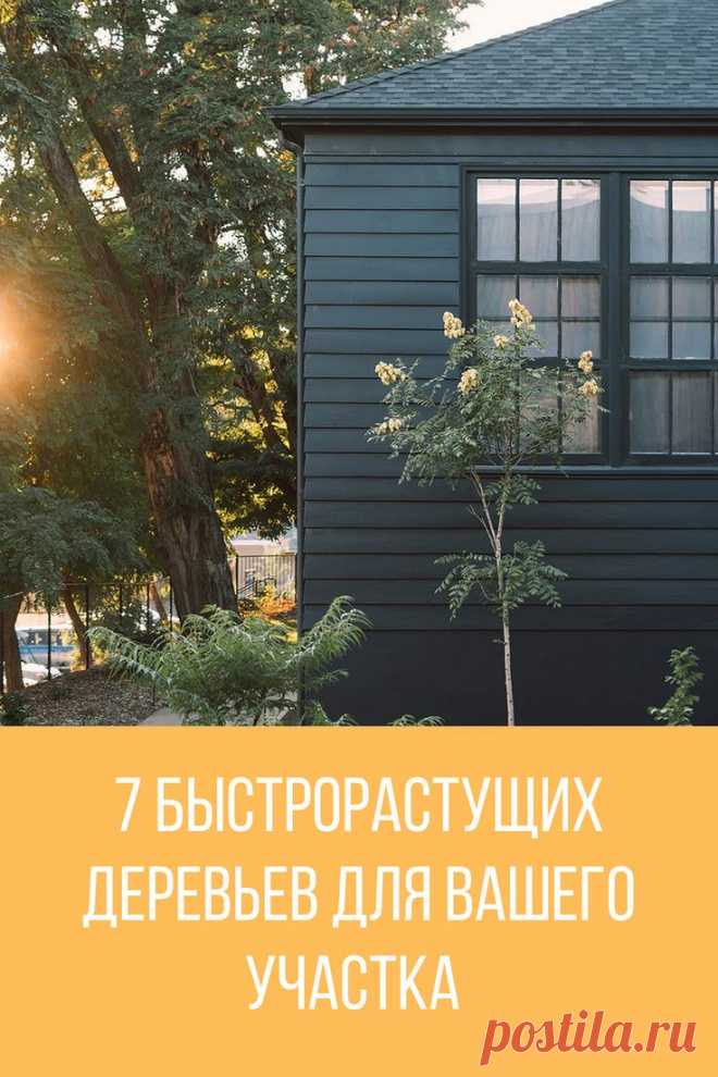 7 быстрорастущих деревьев для вашего участка | Landscape design, Holiday home, Small house