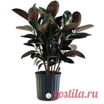 Посади фикус! 6 полезных для здоровья домашних растений