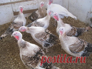 Как лечить больных индюшат Метронидазолом - 7kyr.ru