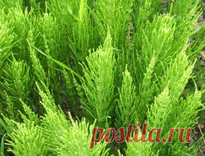 Хвощ полевой - Equisetum arvense L. | meinhobbi.com