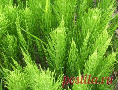 Хвощ полевой - Equisetum arvense L. | meinhobbi.com