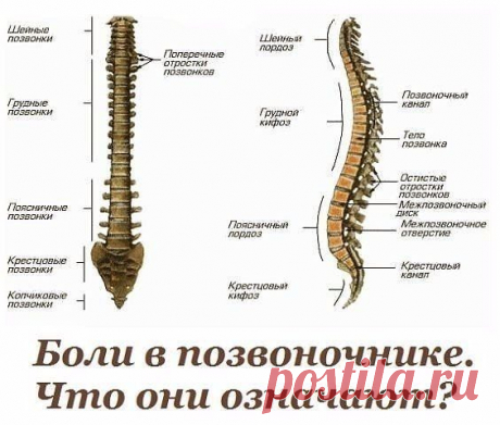 Жалобы при болях отдельных позвонков и что это означает