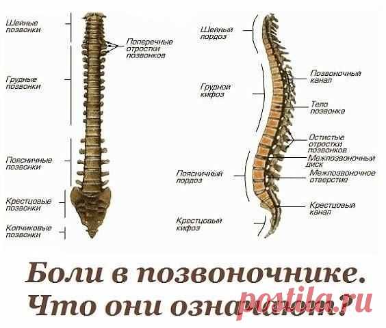Жалобы при болях отдельных позвонков и что это означает