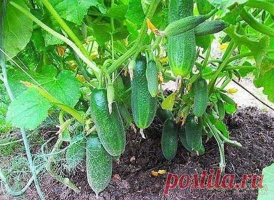 САМАЯ НАСТОЯЩАЯ ШПАРГАЛКА НА ЛЕТО! Все, что нужно знать об огурцах.
6 СОВЕТОВ, ОТ ВСЕХ БОЛЕЗНЕЙ ОГУРЦОВ!
1. После появления всходов в фазе развития 3 – 4 листочков огурцы нужно обработать следующим составом:
В ведро воды добавить 30 капель йода, 20г хозяйственного мыла и 1 л молока. Опрыскивание таким составом можно проводить через каждые 10 дней.
2. С вечера замочить булку хлеба в ведре воды, утром размять хлеб, добавить маленький пузырек йода, развести 1л жидкости в ведре воды и побрызгать