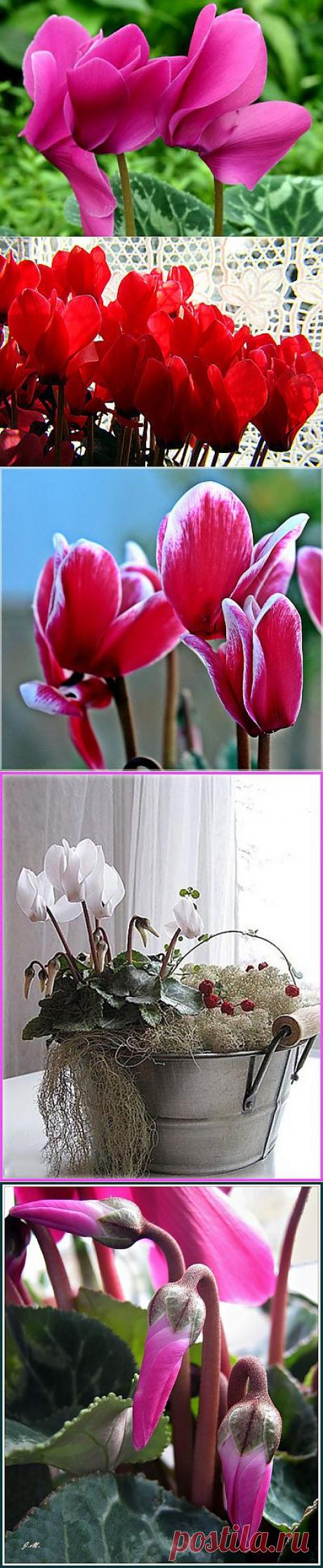 фото цветы цикламены: