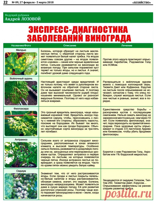 Экспресс-диагностика заболеваний винограда