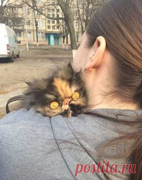Кошку первый раз вывели на улицу...