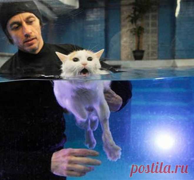 Самые крупные породы кошек