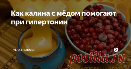 Как калина с мёдом помогают при гипертонии При высоких показателях артериального давления начинается развиваться смертельная патология сердечно-сосудистой системы. Но может помочь калина с мёдом, так как ...