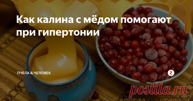 Как калина с мёдом помогают при гипертонии При высоких показателях артериального давления начинается развиваться смертельная патология сердечно-сосудистой системы. Но может помочь калина с мёдом, так как ...