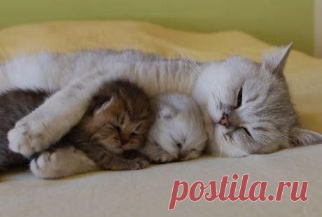 Pinterest • Всемирный каталог идей