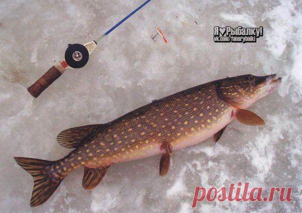 Ловля щуки на льду / Богатая добыча