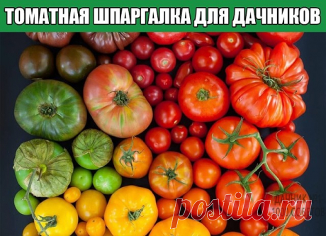 ТОМАТНАЯ ШПАРГАЛКА ДЛЯ ДАЧНИКОВ
 Сиреневый оттенок листьев в рассаде – недостаток фосфора, низкая температура почвы; 
 Скручивание черешков и листьев – избыток азота; 
 Задержка в цветении – недостаток фосфора: морщинистость листьев, короткие междоузлия – недостаток калия; 
 Осыпание цветков и завязей – недостаток влаги и фосфора, избыток азота, полив холодной водой; 
 Плоды мелкие и поздние – недостаток фосфора; плоды с темными пятнами на кожуре и мелкие – недостаток кали...