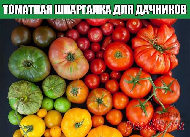 ТОМАТНАЯ ШПАРГАЛКА ДЛЯ ДАЧНИКОВ
 Сиреневый оттенок листьев в рассаде – недостаток фосфора, низкая температура почвы; 
 Скручивание черешков и листьев – избыток азота; 
 Задержка в цветении – недостаток фосфора: морщинистость листьев, короткие междоузлия – недостаток калия; 
 Осыпание цветков и завязей – недостаток влаги и фосфора, избыток азота, полив холодной водой; 
 Плоды мелкие и поздние – недостаток фосфора; плоды с темными пятнами на кожуре и мелкие – недостаток кали...