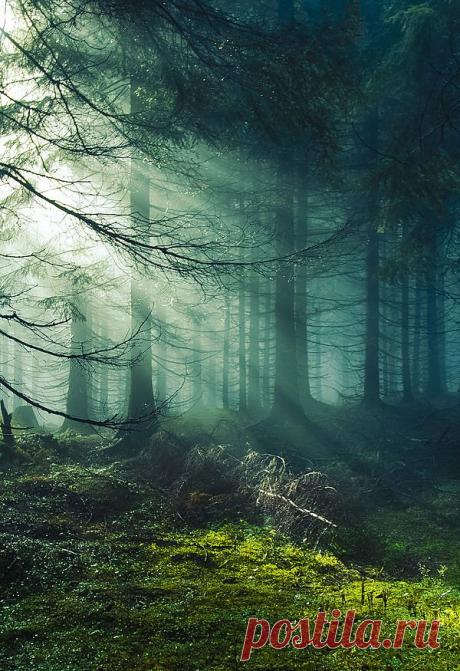 легенда о дереве