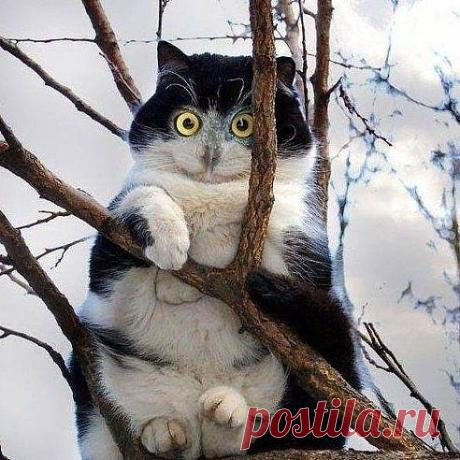 Я не кошка, я сова!