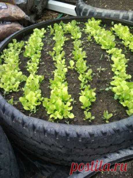 Делаем красивые клумбы из старых автопокрышек.