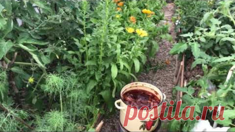 Супер подкормка из луковой шелухи ( для повышения урожайности , для ослабленных растений )