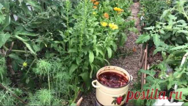Супер подкормка из луковой шелухи ( для повышения урожайности , для ослабленных растений )