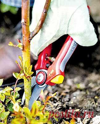 Как ухаживать за малиной. Обрезка малины весной. | Мое подворье