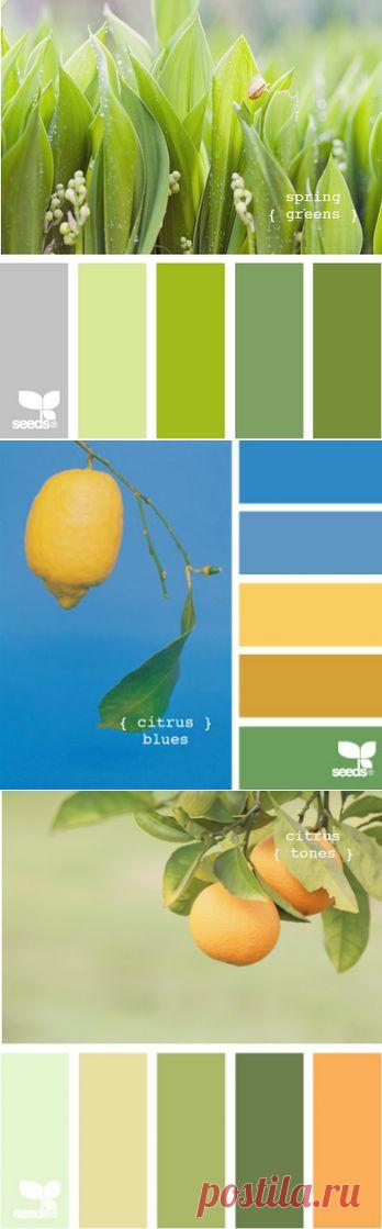 Anasteisha: Самые лучшие сочетания цветов уже придуманы природой.