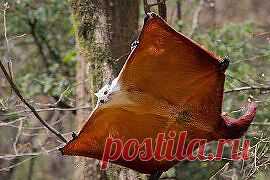 Белка...Наверное))))))))))