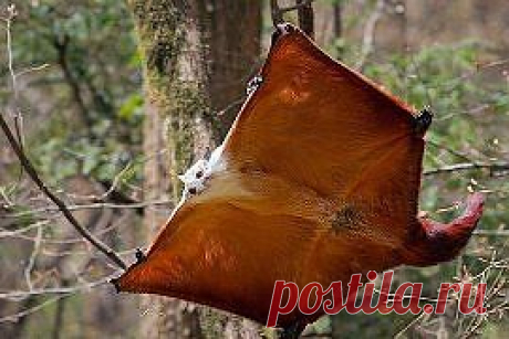 Белка...Наверное))))))))))